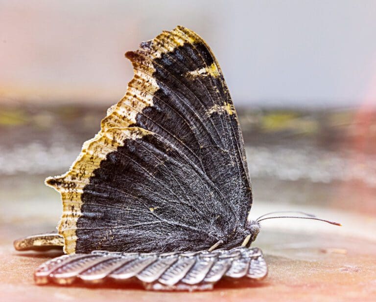 Butterfly with metal wings