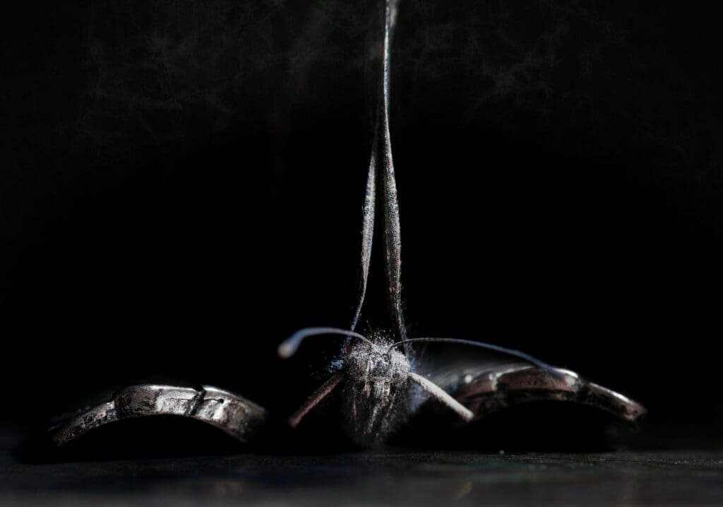 milo-photograph-butterfly-dust_D3_0960