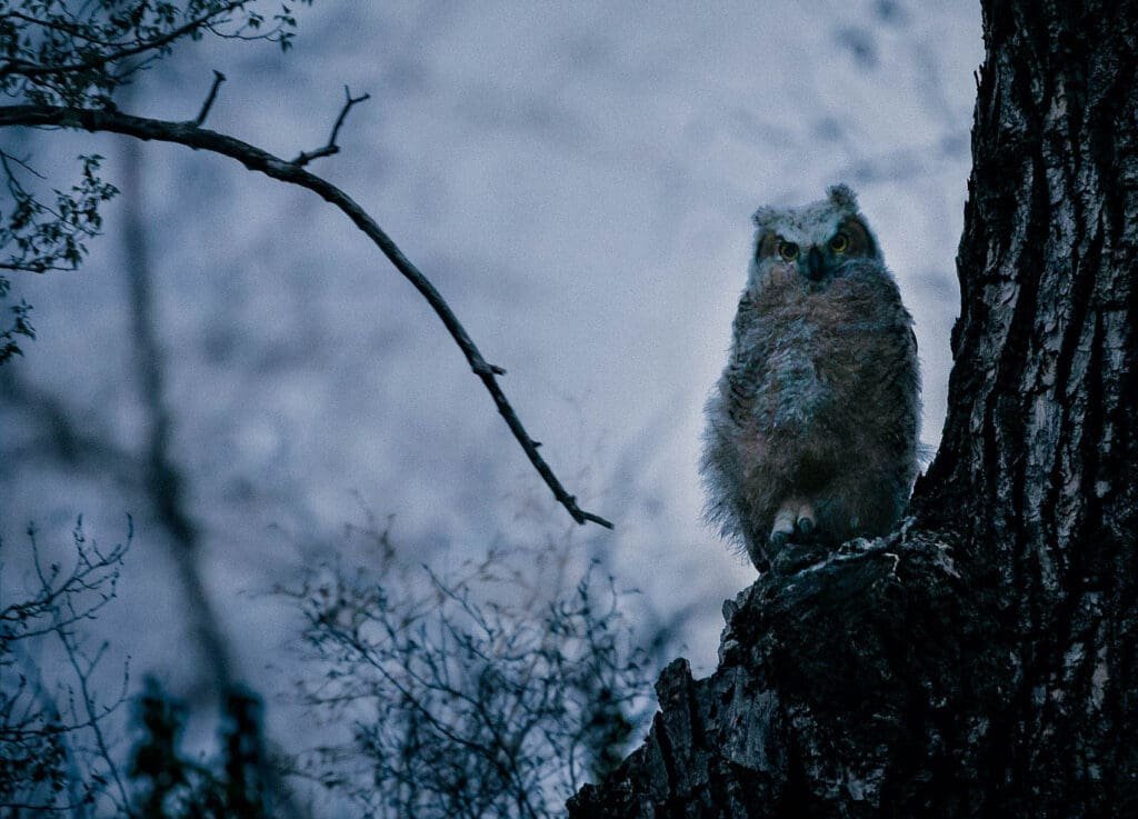 owl-baby-milo-dlouhy_D3_9461