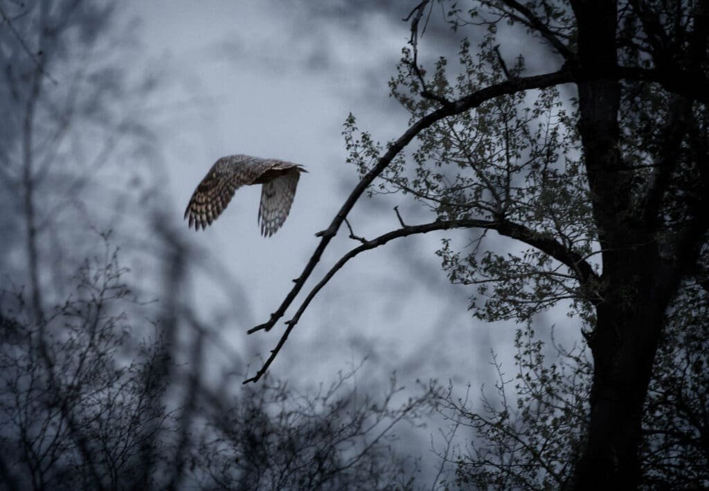 owl-hunting-blue-milo-dlouhy_D3_9391